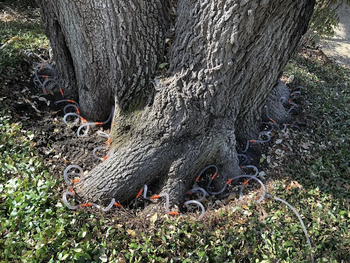 Detailed Tree Cabling and Bracing job site in Orderville